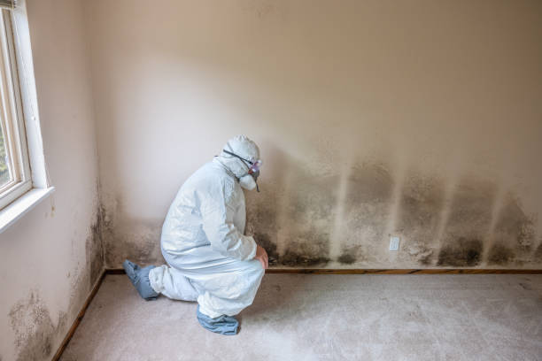 Mold Testing and Removal in Santa Teresa, NM